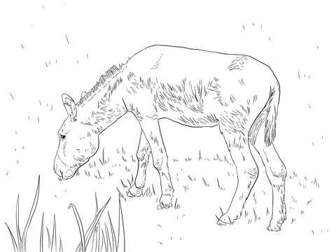 Feral Donkey Coloring Page